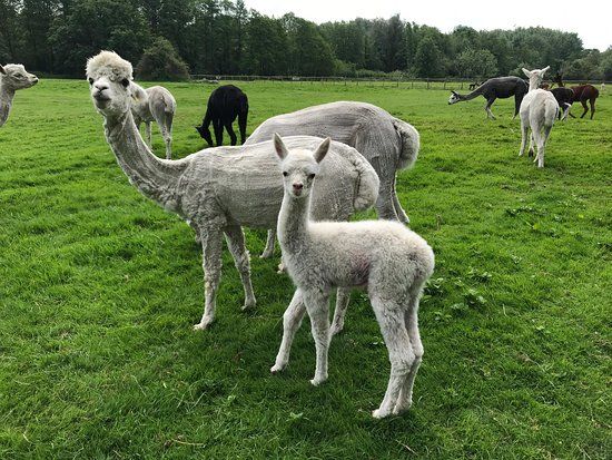 Hensting Alpacas